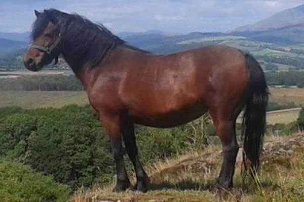 raza de caballo Dartmoor