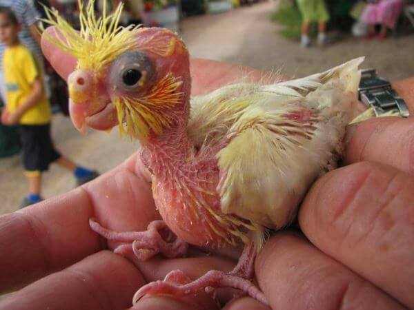 Como Criar Cacatuas Consejos E Informacion Curiosfera Animales