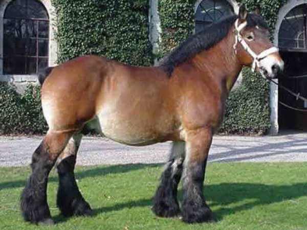 características caballo Ardenés