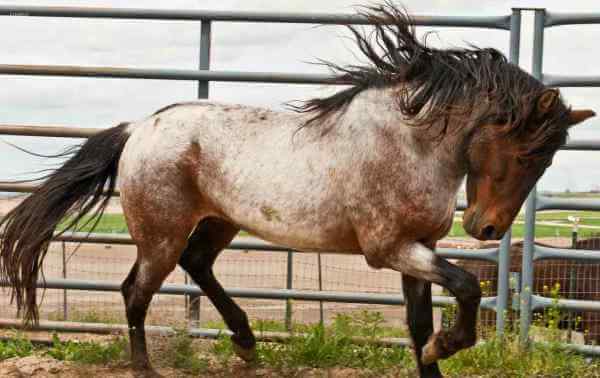 características caballo bereber