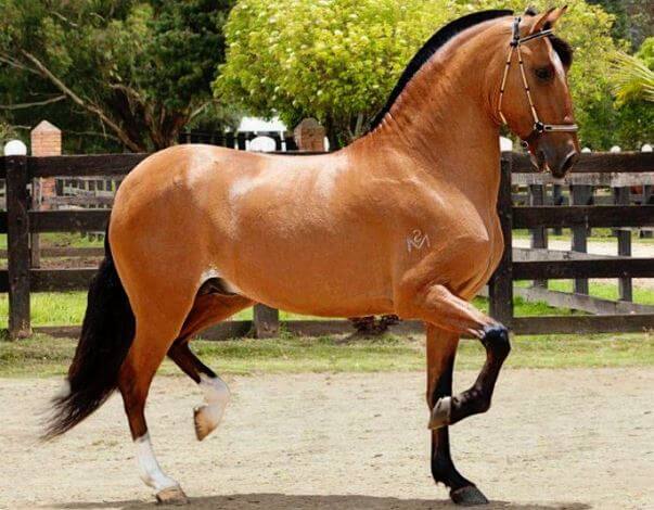raza caballo Paso peruano