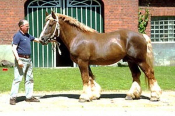 características caballo Schleswig