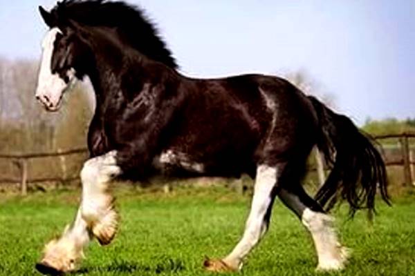 caracterísiticas caballo Schleswig