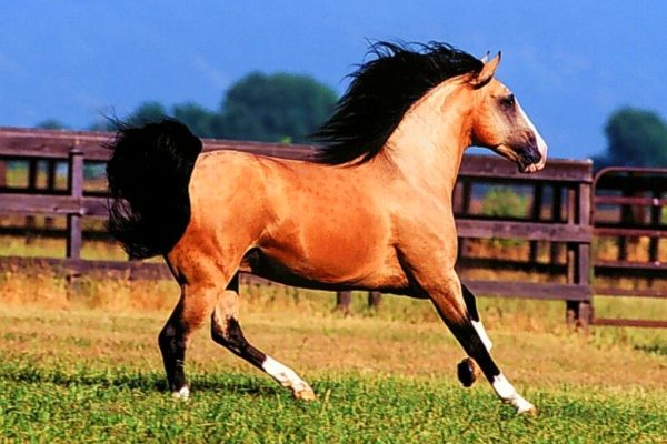 características caballo lusitano