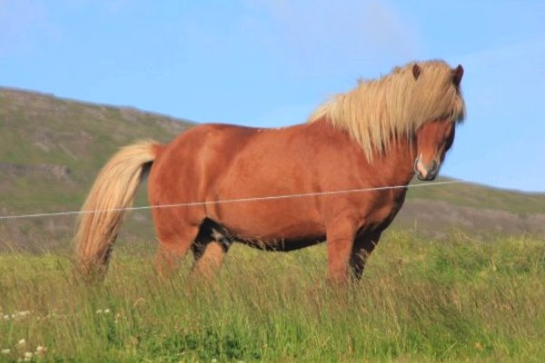 características raza de caballo nórdico