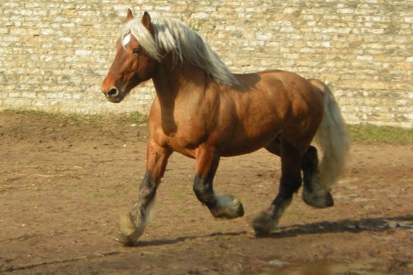 características caballo percherón