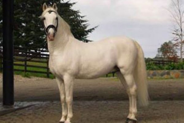 características caballo Lipizzano