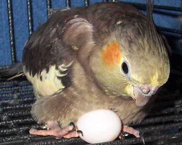 cacatúa ninfa empollando huevo