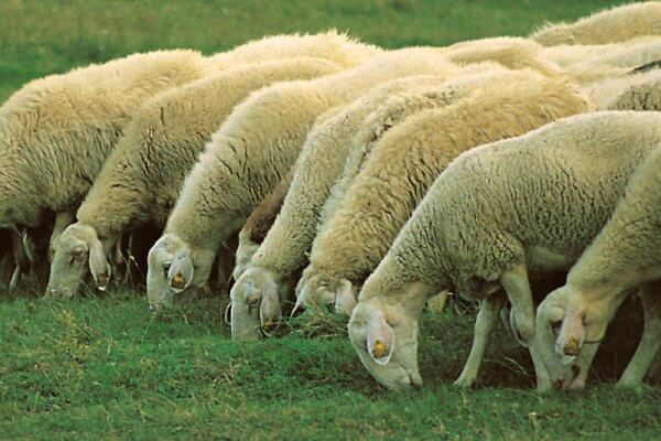 de qué se alimenta la oveja