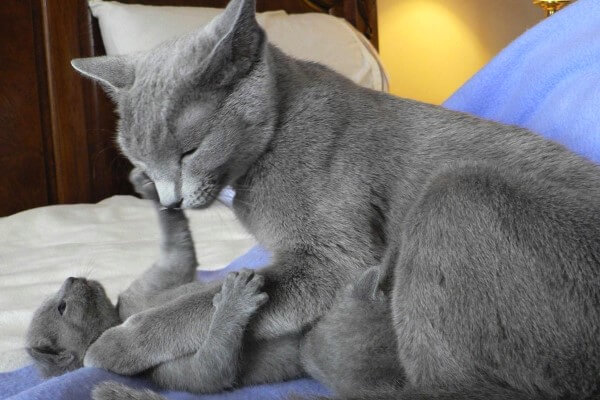 morfología gato azul ruso