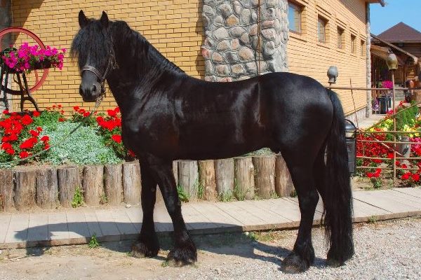 características de raza de caballo barroco