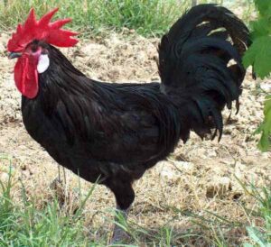 gallina francesa bresse negra bresse negra gallo