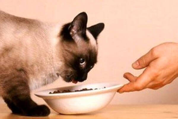 Cómo alimentar a un gato correctamente