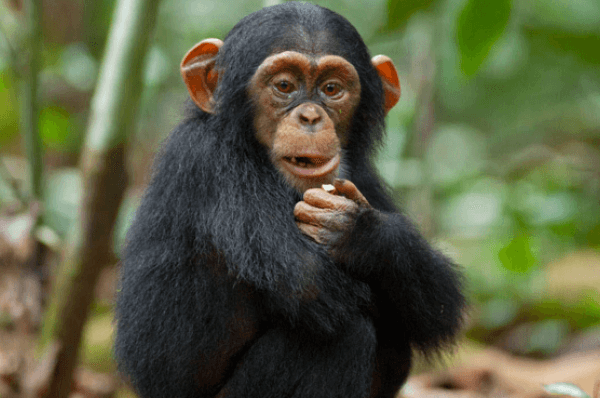 chimpancés bebé