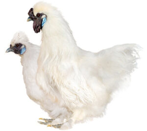 Razas de gallinas | Tipos de gallinas y sus características