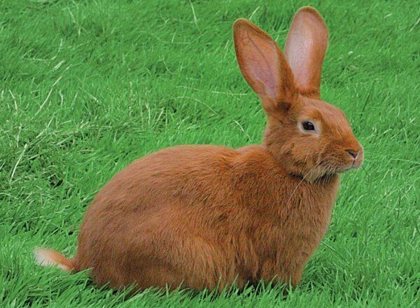 raza de conejo rojo de Borgoña características