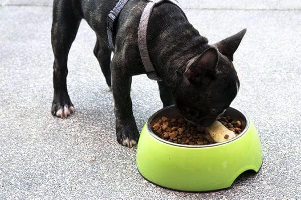 cómo alimentar bulldog francés