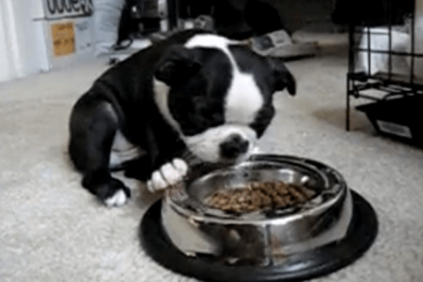 cómo alimentar boston terrier 