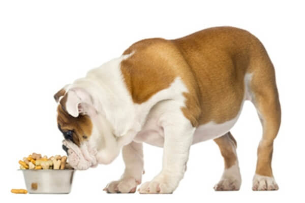 cómo alimentar bulldog inglés