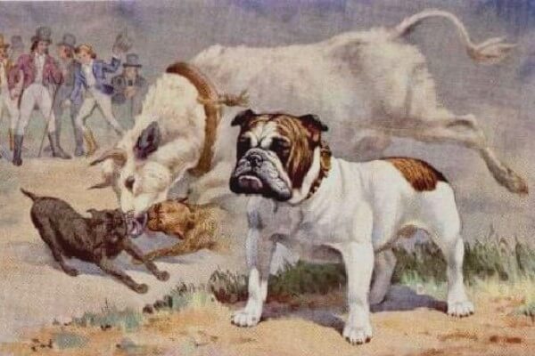 cuál es la historia del bulldog inglés