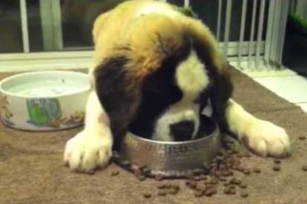 cómo alimentar a un perro san bernardo
