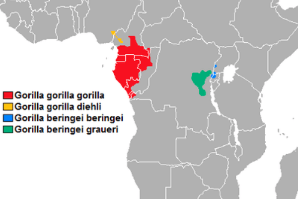 hábitat natural de gorilas