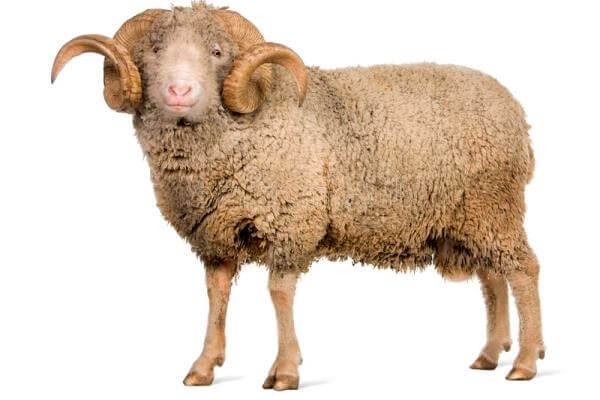 cómo es la oveja Île-de-France