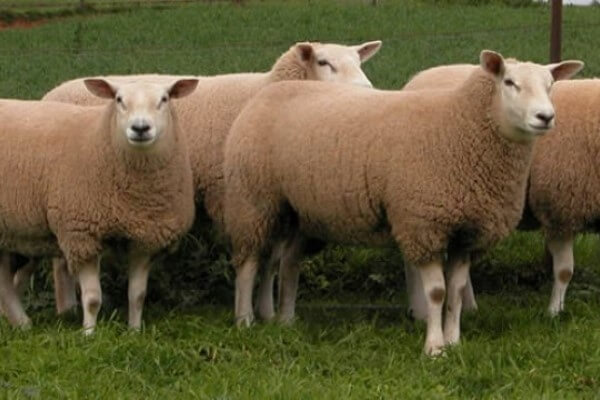cómo es oveja Texel