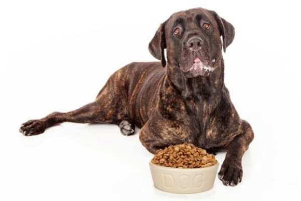 cómo alimentar a un cane corso
