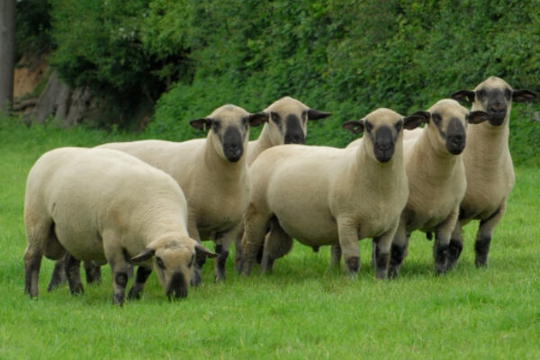 cómo es la oveja Hampshire