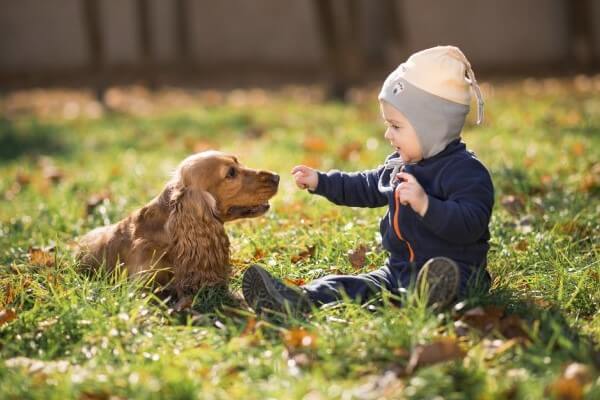 Raza Cocker Spaniel Ingles Caracteristicas Curiosfera Animales