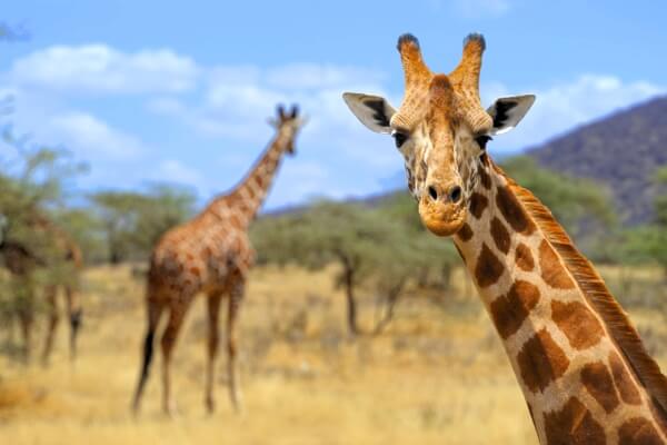 ¿Por qué las jirafas tienen el cuello tan largo?