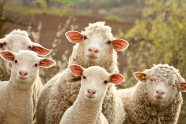 cuántas razas de ovejas hay en América
