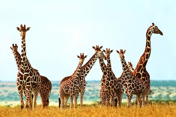 cuánto mide una jirafa adulta