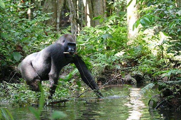 cuánto duran los gorilas