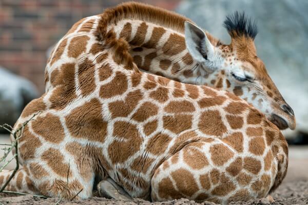 ¿las jirafas duermen de pie?