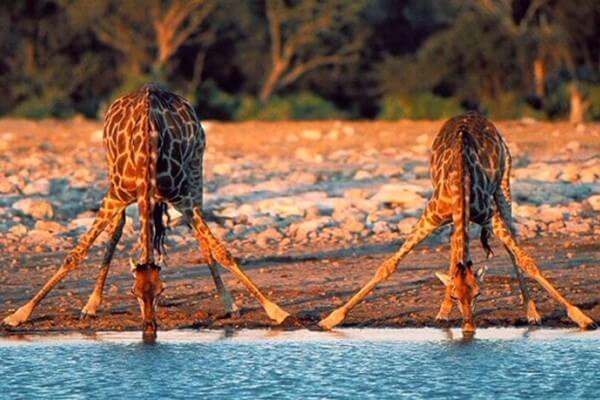 cómo lo hacen las jirafas para beber