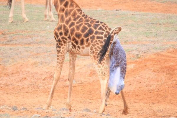 ¿Cómo nacen los bebés de las jirafas?