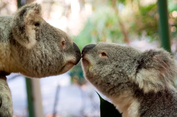 apareamiento del koala