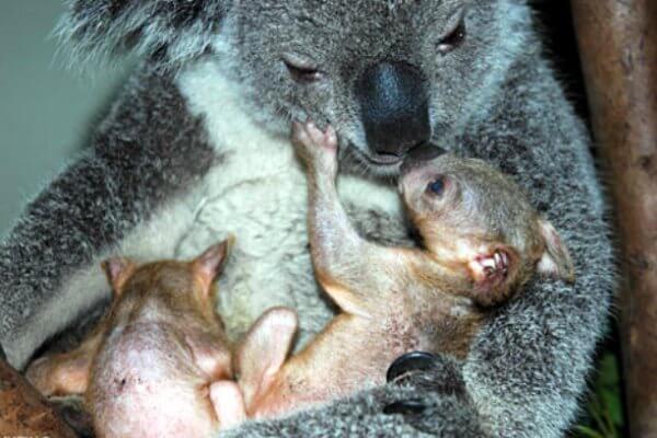 ¿Cómo se desarrollan los koalas?