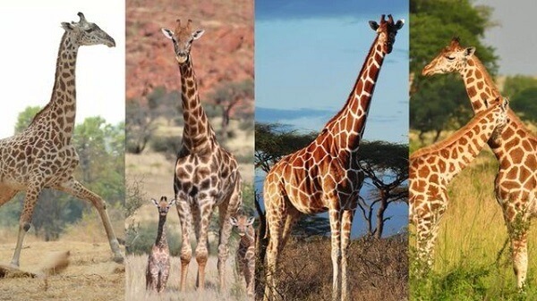 cuántas clases de jirafas hay en el mundo