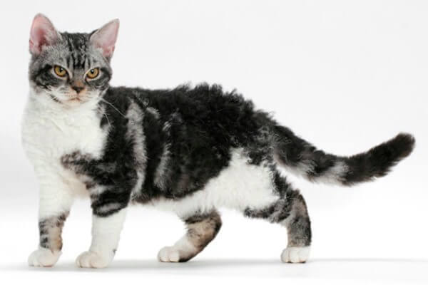 raza de gato american wirehair