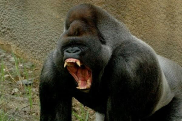 gorila atacando