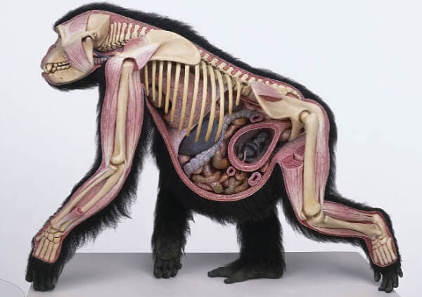 esqueleto gorila