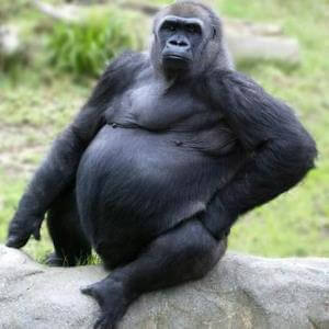cuánto dura el embarazo del gorila