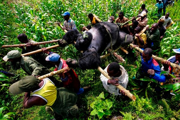 gorila de montaña en peligro de extincion