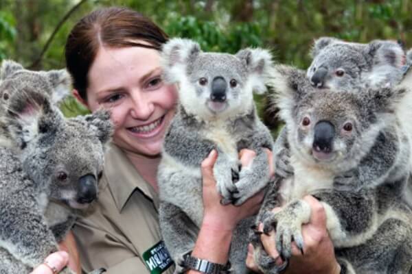 cuantos koalas quedan en el mundo