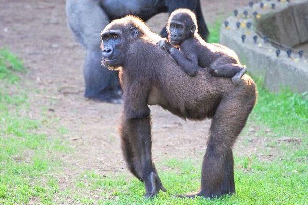 cómo crecen lo gorilas