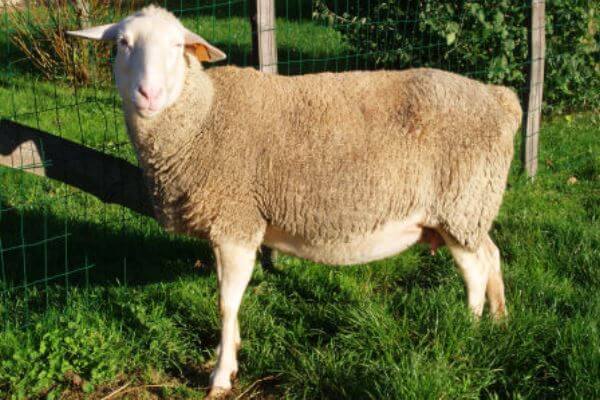 cuál es la oveja Lacaune