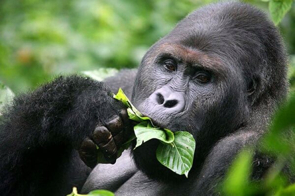 dieta del gorila